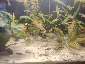Guppy
