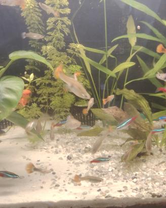 Guppy