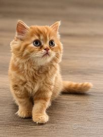 Cuccolo scottish