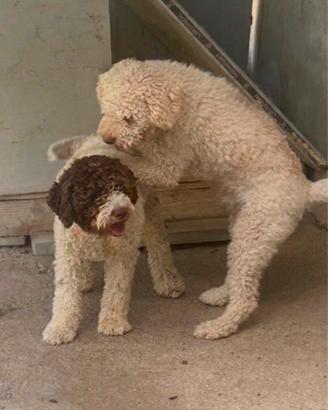 Belliss cuccioli di Lagotto romagnolo con pedigree