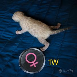 Cuccioli  di gatto bengala SNOW LYNX prenotabili