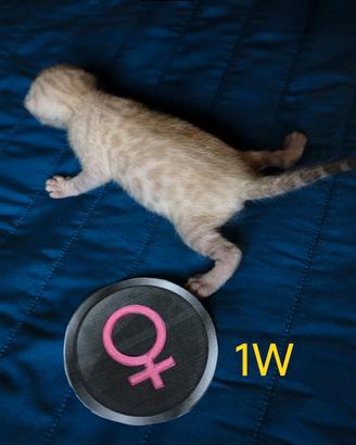 Cuccioli  di gatto bengala SNOW LYNX prenotabili