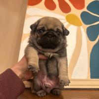 Carlino- Cucciolo Allevamento ENCI-FCI