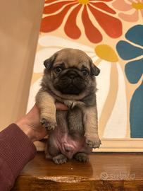 Carlino- Cucciolo Allevamento ENCI-FCI