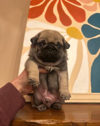 Carlino- Cucciolo Allevamento ENCI-FCI