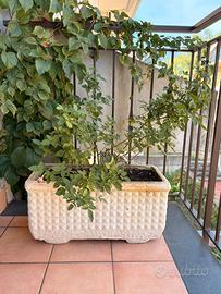 Pianta di rosa in vaso ornamentale in gesso