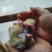 Calopsite allevate a mano