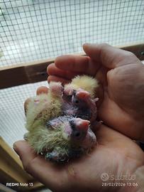 Calopsite allevate a mano