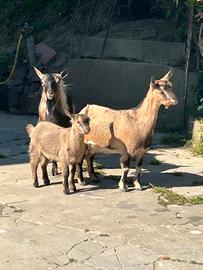 Capretto tibetano