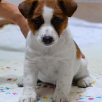 Splendida cucciola jack russell pelo liscio