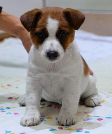 Splendida cucciola jack russell pelo liscio