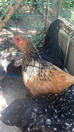 Pollastre razza brahma ornamentali di 3 mesi