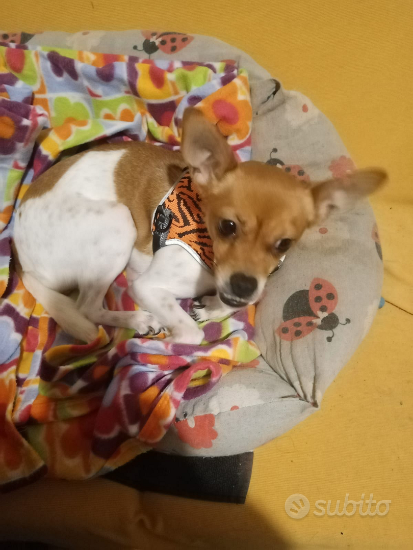 Regalo cucciola incrocio pincher e jack rasel vacc - Animali In vendita a  Genova