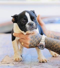 Maschi di Bulldog Francese