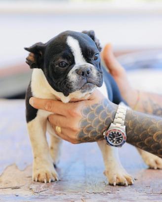 Maschi di Bulldog Francese