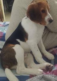 Beagle di 9 mesi