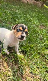 Cuccioli jack russell terrier