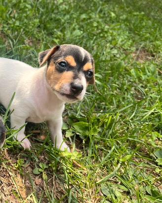 Cuccioli jack russell terrier