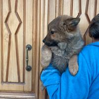 Chow Chow / Border collie
