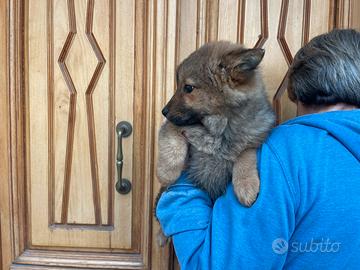 Chow Chow / Border collie
