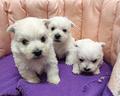 cuccioli-di-west-highland-white-terrier