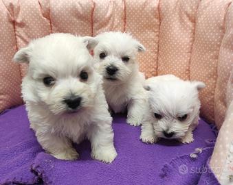 Cuccioli di WEST HIGHLAND WHITE TERRIER
