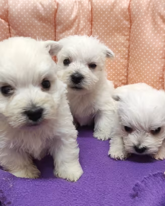 Cuccioli di WEST HIGHLAND WHITE TERRIER