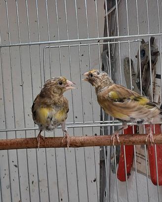 incardellato pezzato con collare