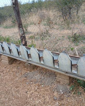 cattura ovini e caprini