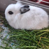 Coniglietti nani 40 gg