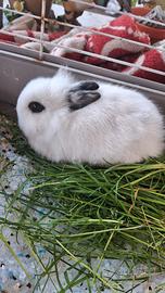 Coniglietti nani 40 gg