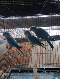 Parrocchetto monaco blu femmina di 7 mesi