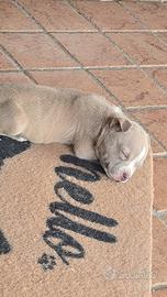 American bully