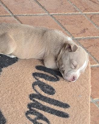 American bully