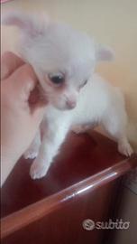 Cuccioli taglia piccola