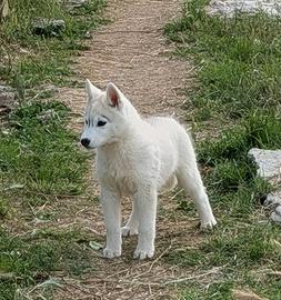 Cuccioli di siberian husky