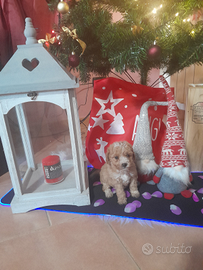 Ginger barboncino toy