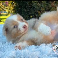 Cuccioli pastore australiano Australian Shepherd