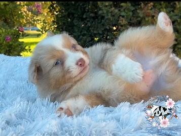 Cuccioli pastore australiano Australian Shepherd