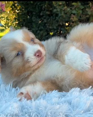 Cuccioli pastore australiano Australian Shepherd