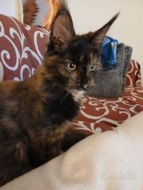 Cucciolotta Maine coon