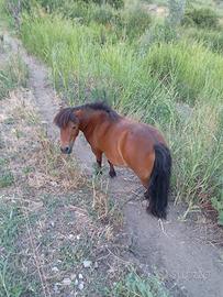 Pony femmina
