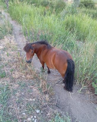 Pony femmina