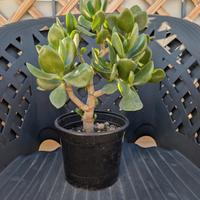 Albero di Giada 30cm