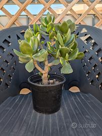 Albero di Giada 30cm