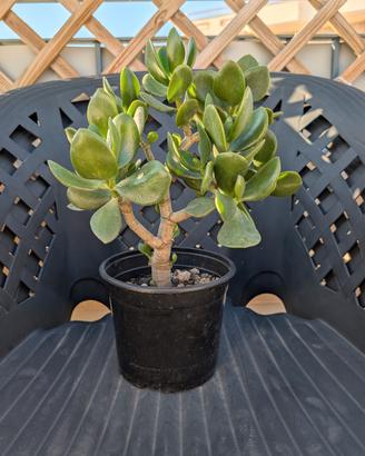 Albero di Giada 30cm