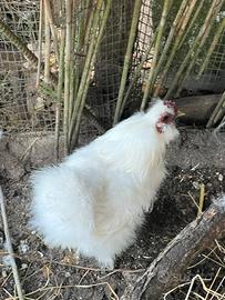 Gallo Moroseta