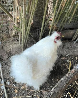 Gallo Moroseta