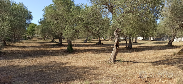 Terreno con progetto