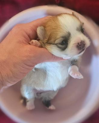Cucciola di chiuhahua